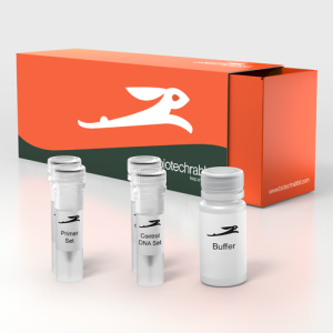 Real-Time PCR (qPCR) Master Mix