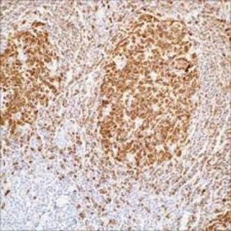 Bob.1 Antibody